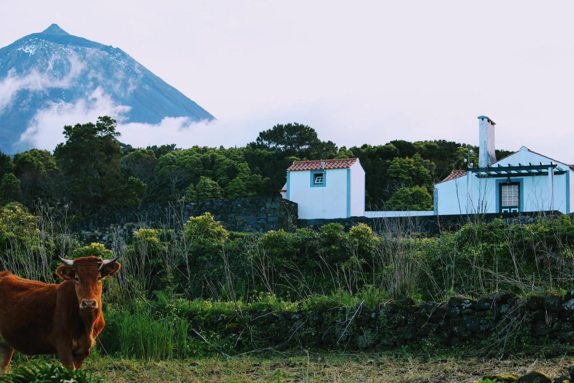 Casa Do Paim Βίλα São Roque do Pico Εξωτερικό φωτογραφία